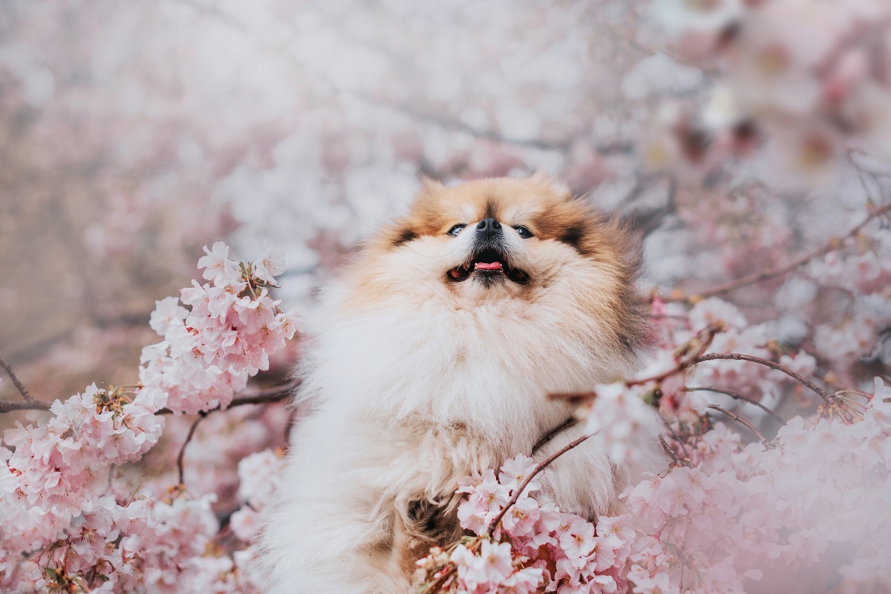 이랜드파크 켄싱턴리조트 충주, ‘스프링 얼리버드’ 패키지 출시…펫과 동반 가능한 딸기농장 체험