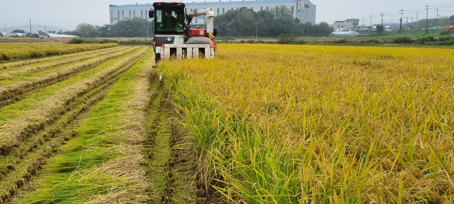 용인특례시, 2024년산 공공비축미 820톤 매입