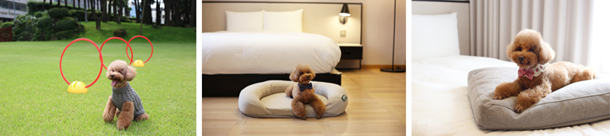 글래드 호텔앤리조트, 펫팸족을 위한 ‘펫래블(Pet+Travel) 큐레이터’로!