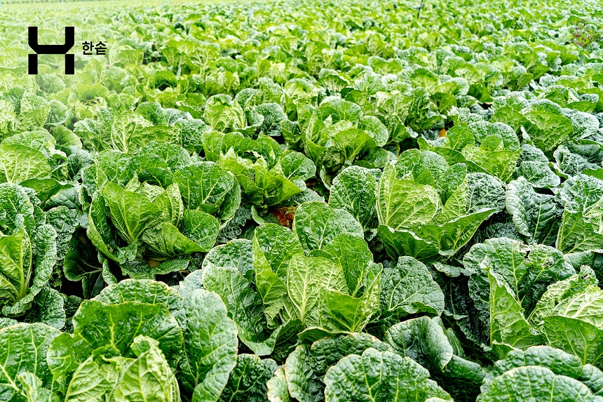 한솥도시락, ‘금(金)치’ 시대에도 국내산 김치 제공한다