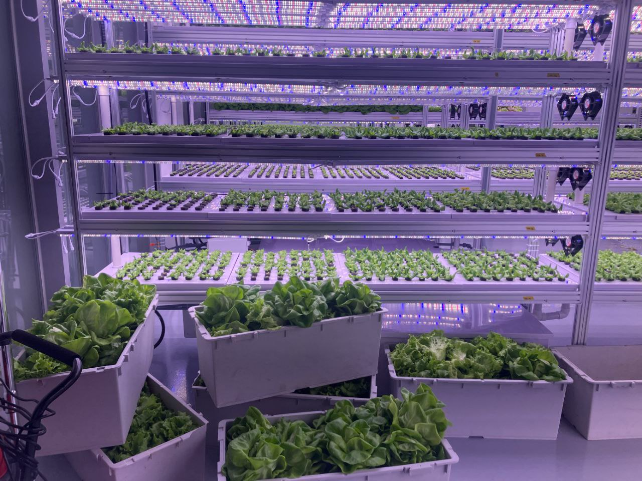 이수화학, 도심형 스마트팜 첫 수확물 출하… 도시 농업의 지속 가능성 입증