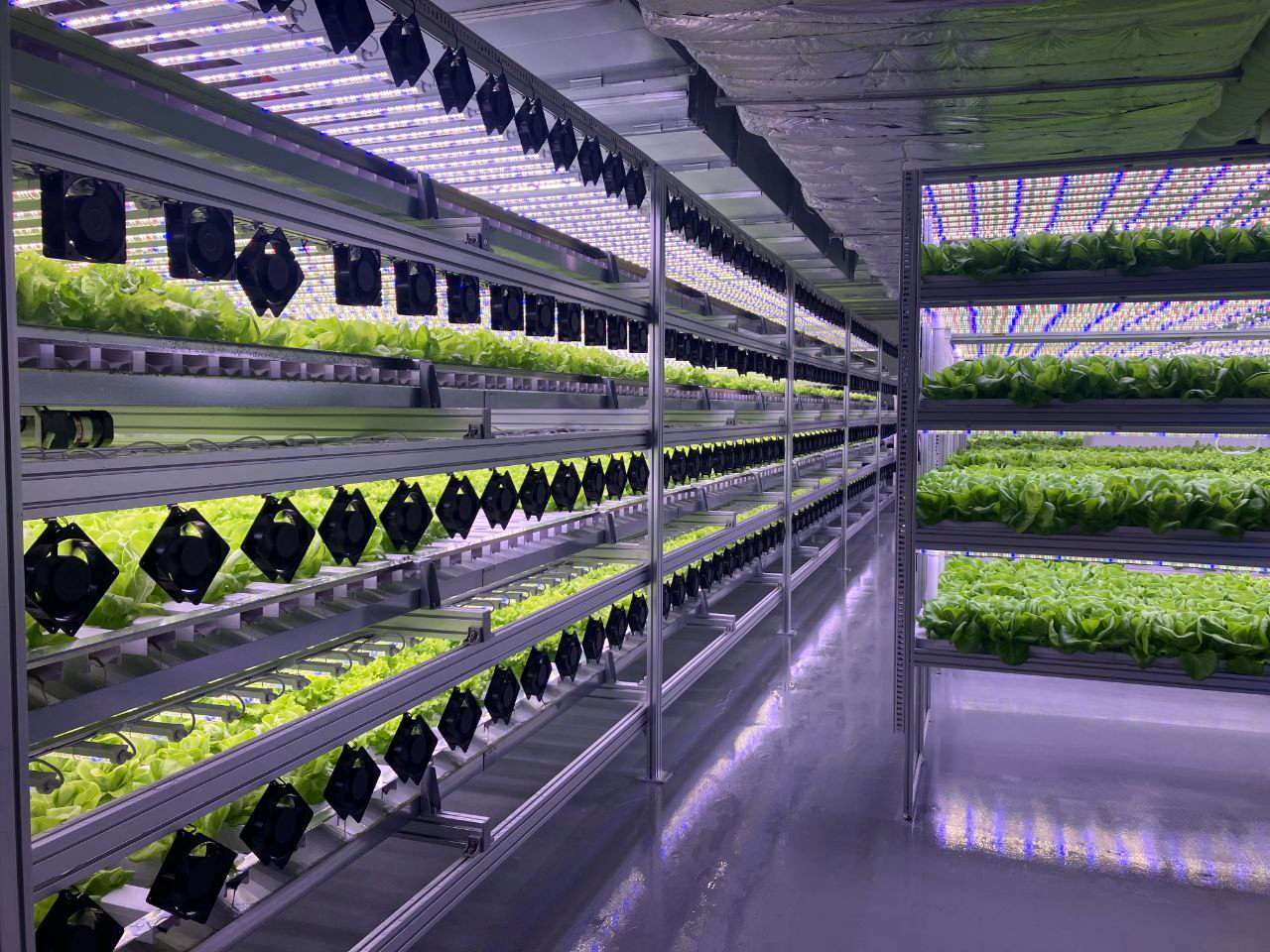 이수화학, 도심형 스마트팜 첫 수확물 출하… 도시 농업의 지속 가능성 입증