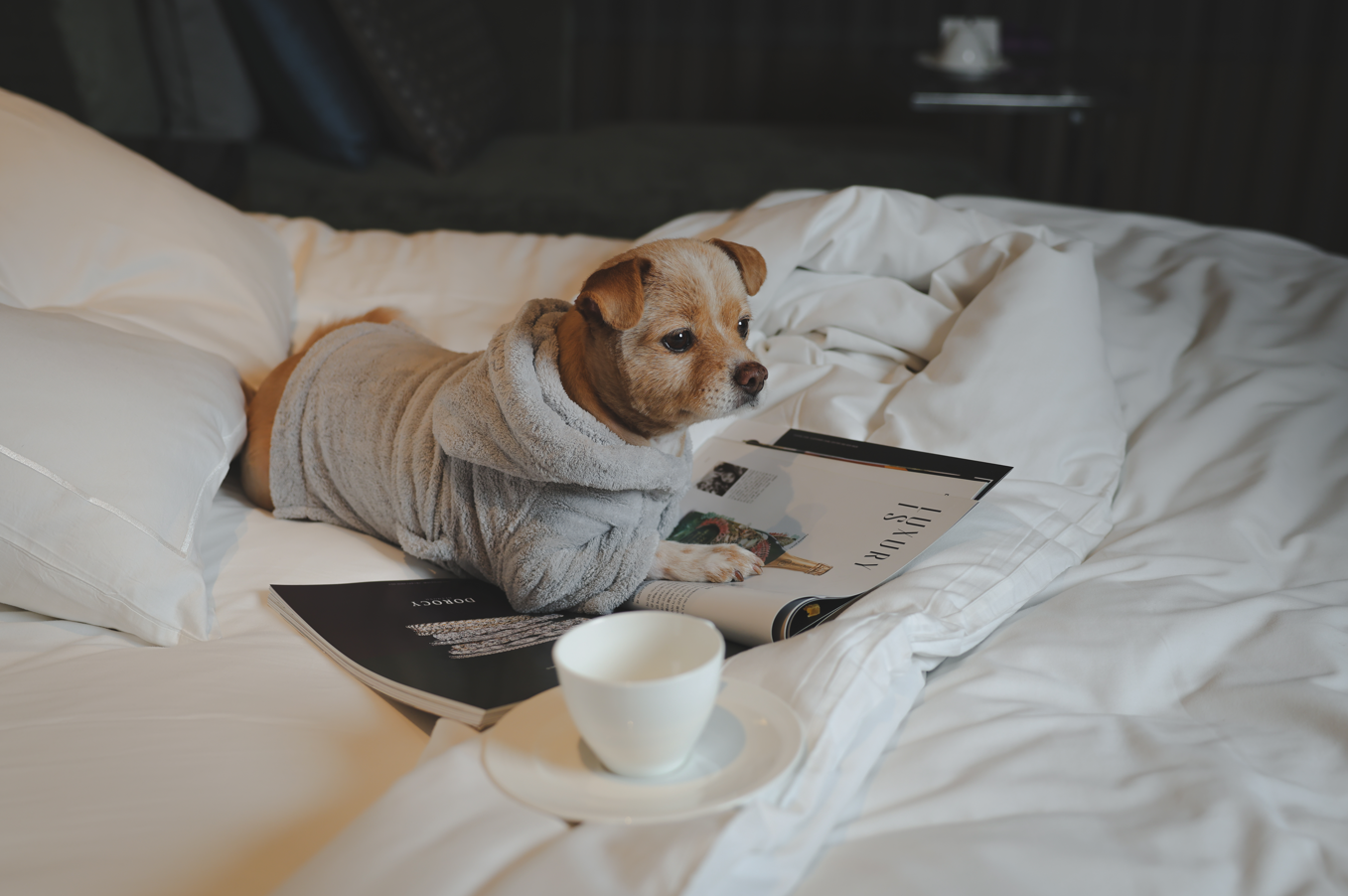 콘래드 서울, 반려견과 함께하는 ‘펫 메종(Pet Maison)’ 패키지 출시