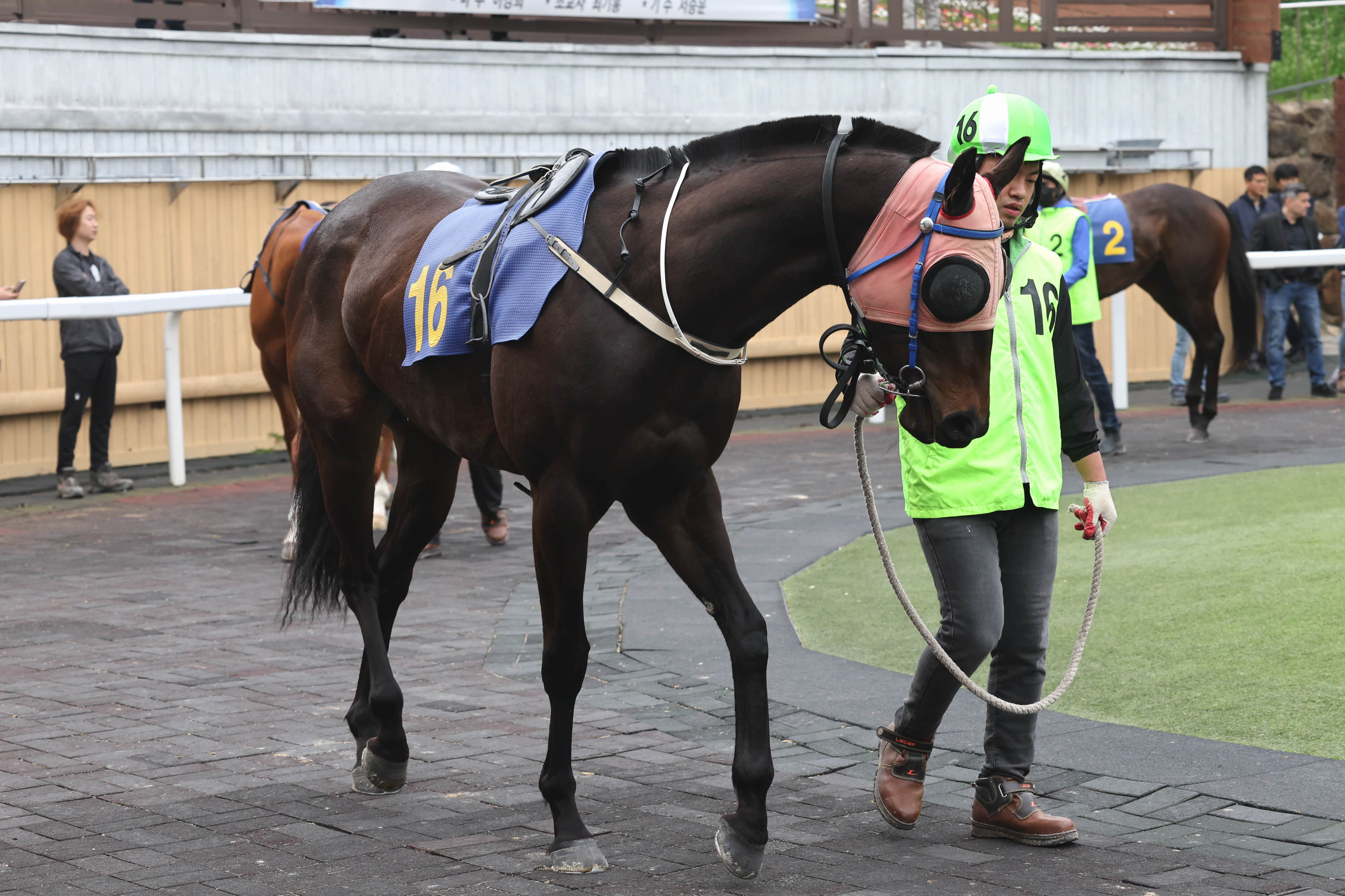 24년 11월 24일 브리더스컵 퀸 출전마 글로벌태양