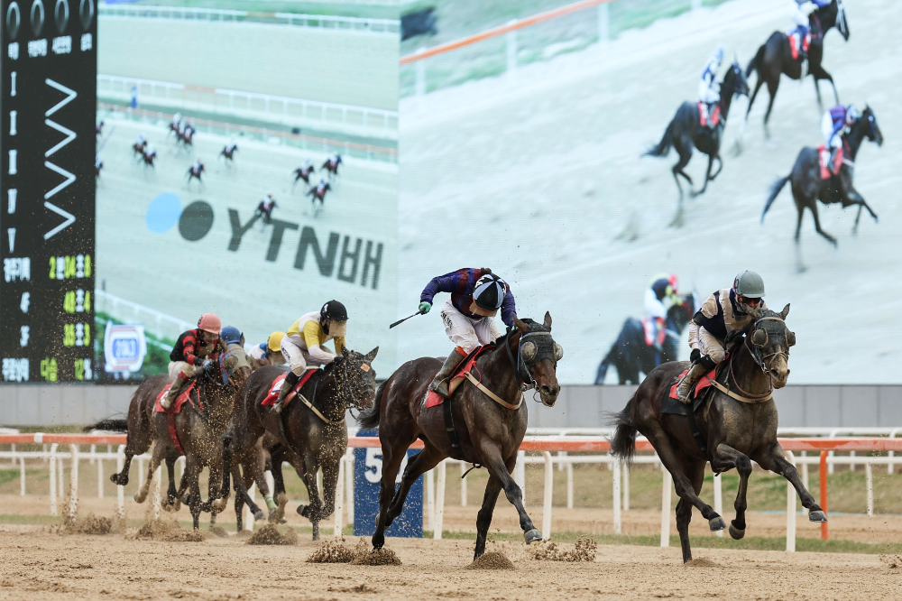 24년 YTN배 경주사진