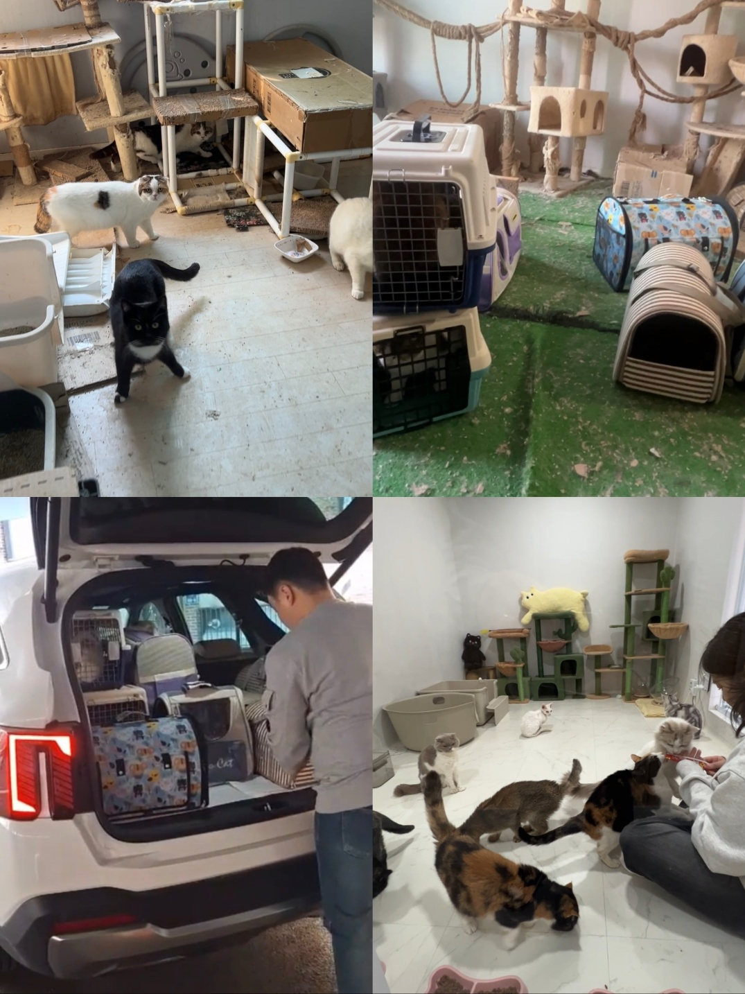 고양이 입양소 보듬캣, 사연 있는 아이들 입양할 평생가족 기다려