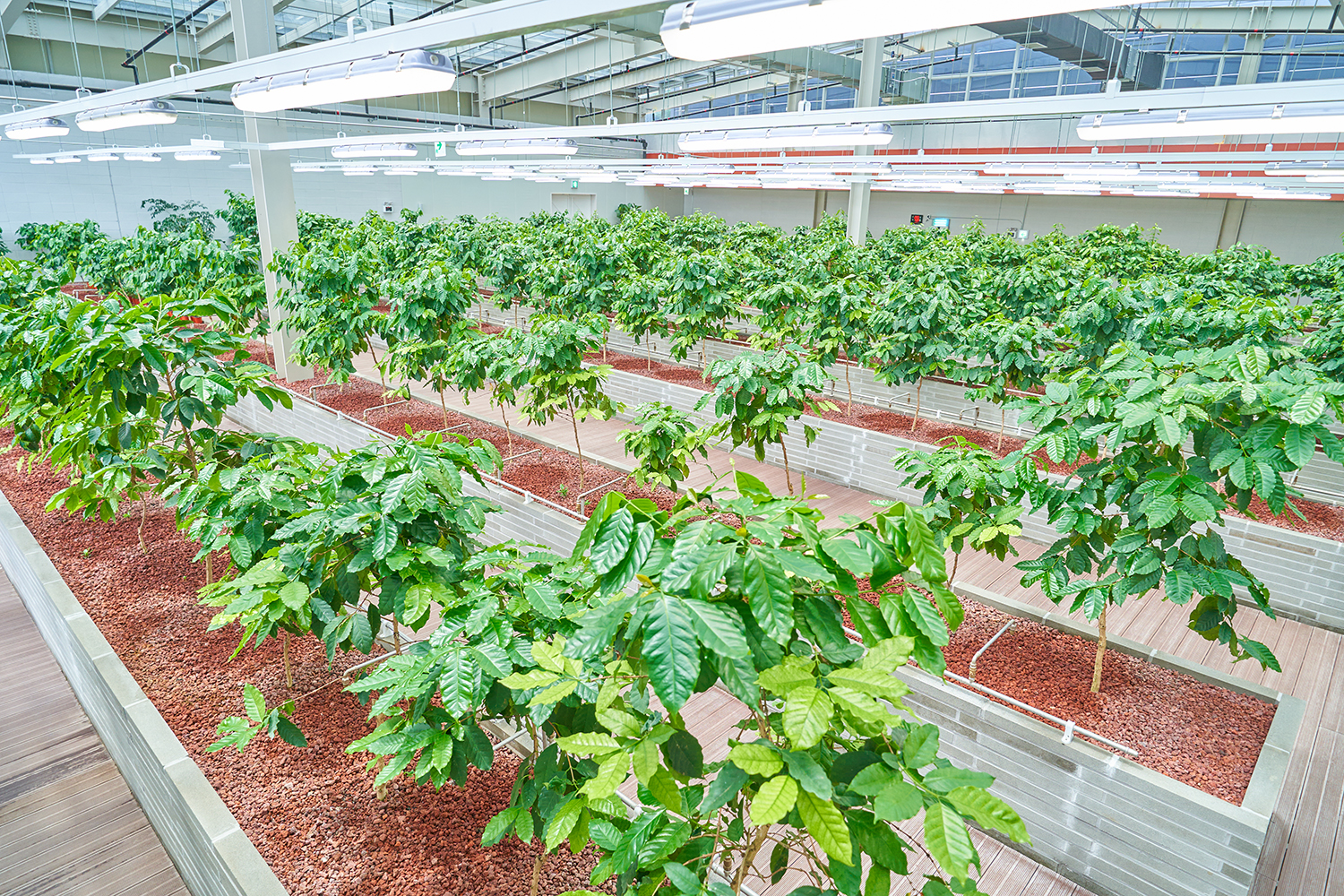 ‘퍼플랜드’ 2025 카페&베이커리페어 참가, 바리스타 챔피언십 공식스폰서 활동 시작