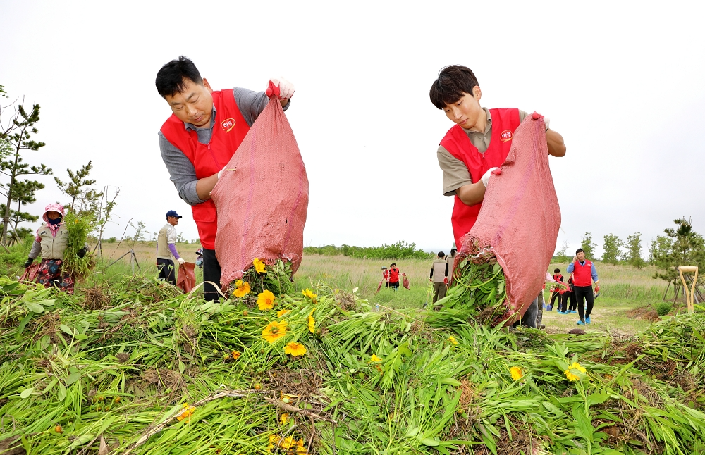 하림 임직원들이 지난 22일 새만금환경생태단지에서 생태계 교란종인 큰금계국을 제거하며 구슬땀을 흘리고 있다. 사진제공_(주)하림