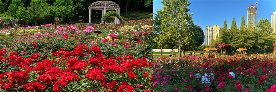좌부터)인천장미그린공원 , 송도 해돋이 공원 모습