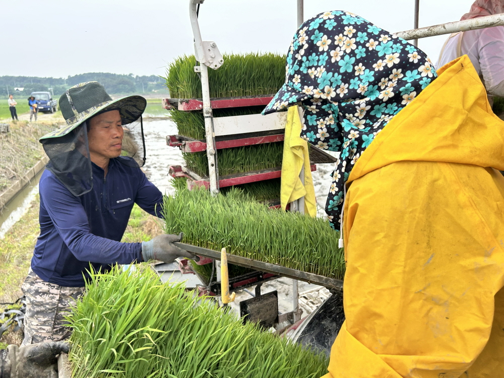 충남도, 신속 재파종으로 충남 모내기 '순항'