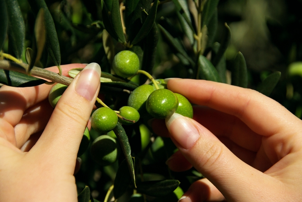 그리스 농민들 “수출보다 전통이 먼저”- 고집스러운 전통방식이 만든 귀한 오일
