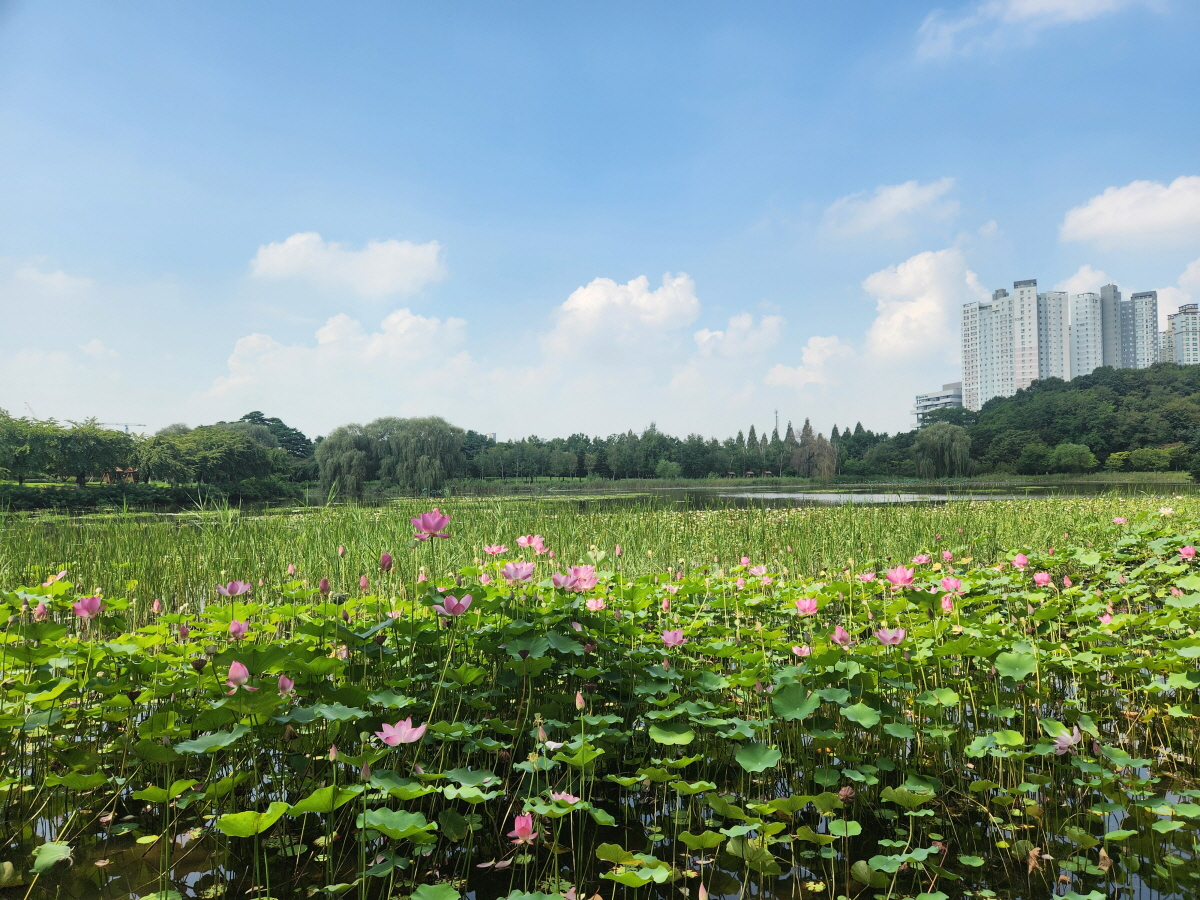 호수변에 연꽃을 식재한 일산 호수공원 풍경