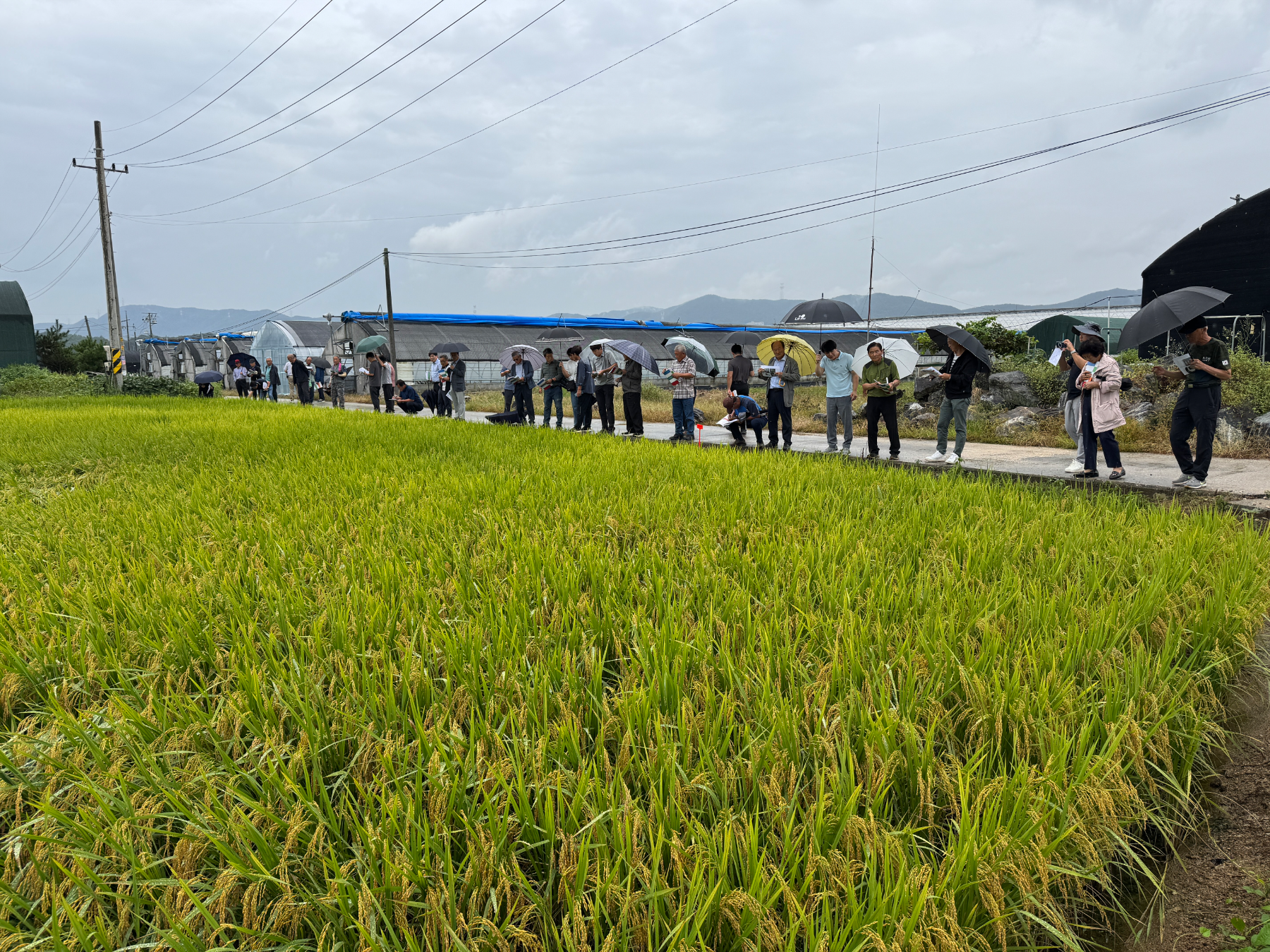 용인특례시, 백옥쌀 품종 변경 위한 신품종 테스트 진행