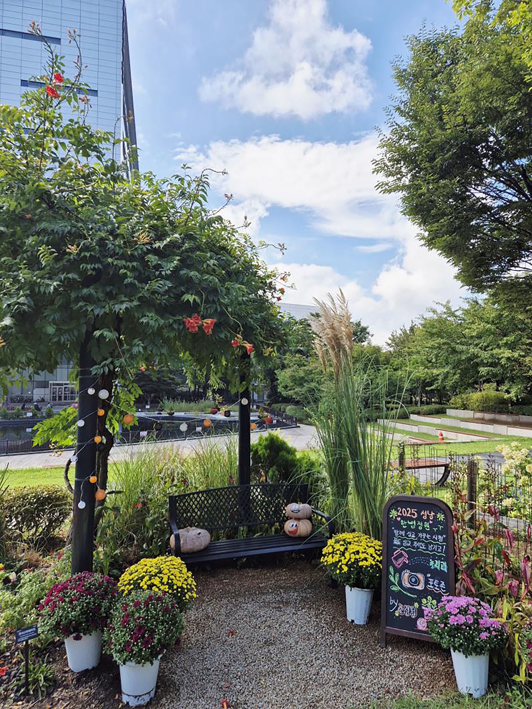 시청 정원에 가을꽃 3900여 본을 심어