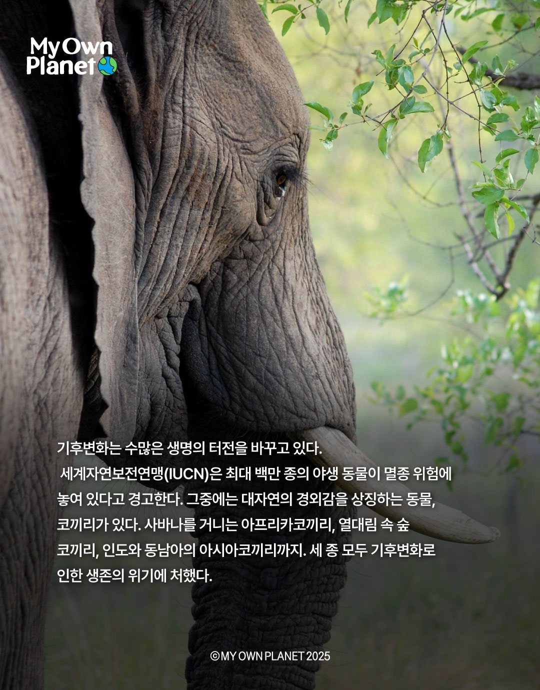마이 오운 플래닛(My Own Planet) 기후행동 실천 캠페인 ⑪ “코끼리 무리의 생존을 위한 여정”