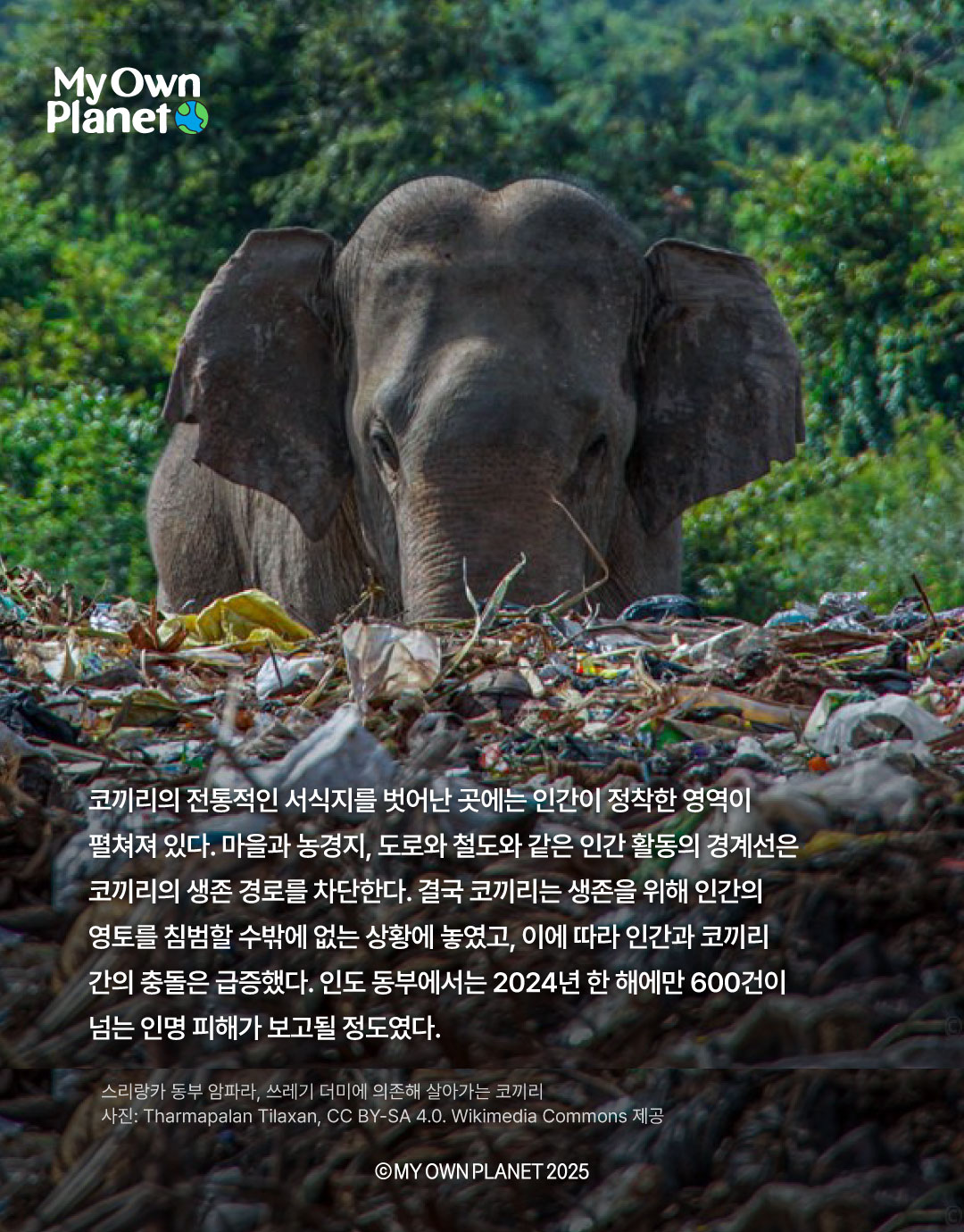 마이 오운 플래닛(My Own Planet) 기후행동 실천 캠페인 ⑪ “코끼리 무리의 생존을 위한 여정”