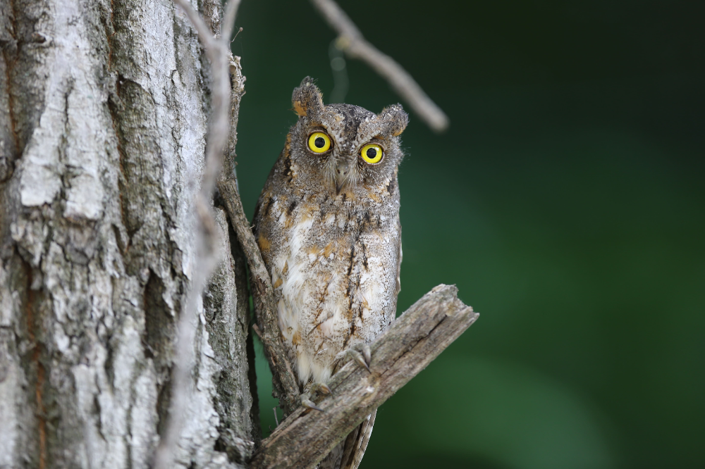 천연기념물 소쩍새