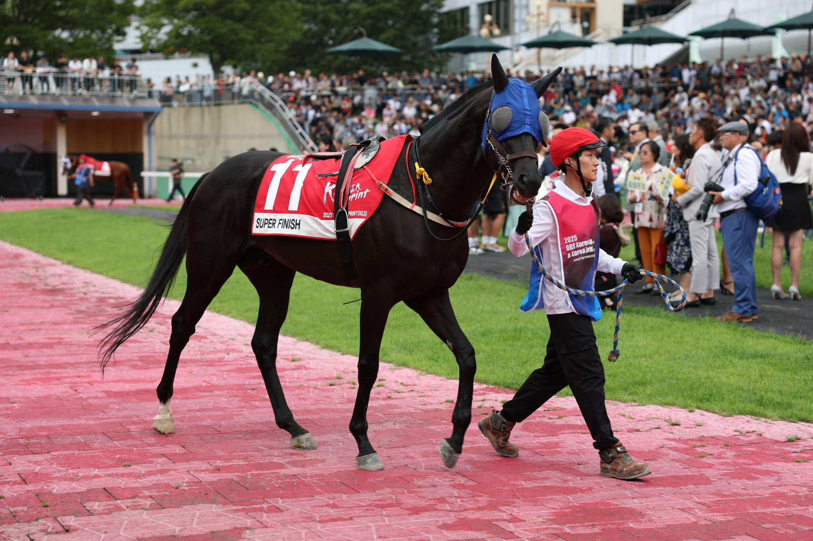 단 1분의 속도전… 렛츠런파크 서울, 1,200m 1등급 스프린트 결전