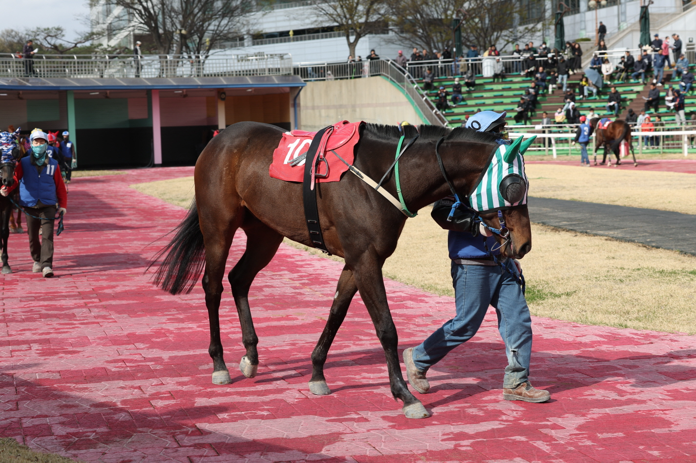 단 1분의 속도전… 렛츠런파크 서울, 1,200m 1등급 스프린트 결전