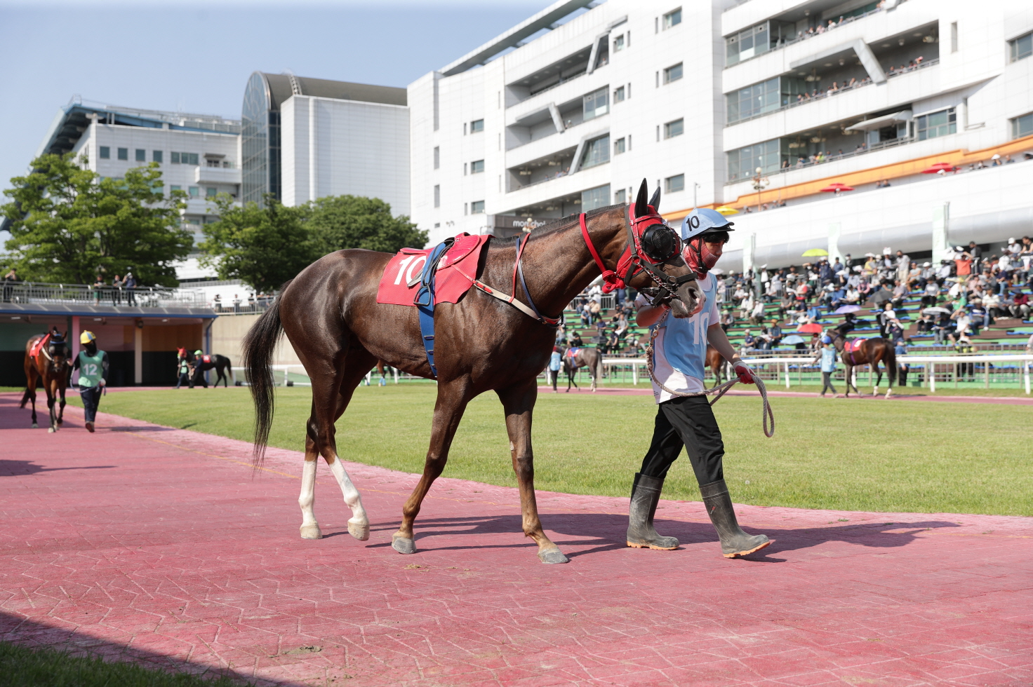 단 1분의 속도전… 렛츠런파크 서울, 1,200m 1등급 스프린트 결전
