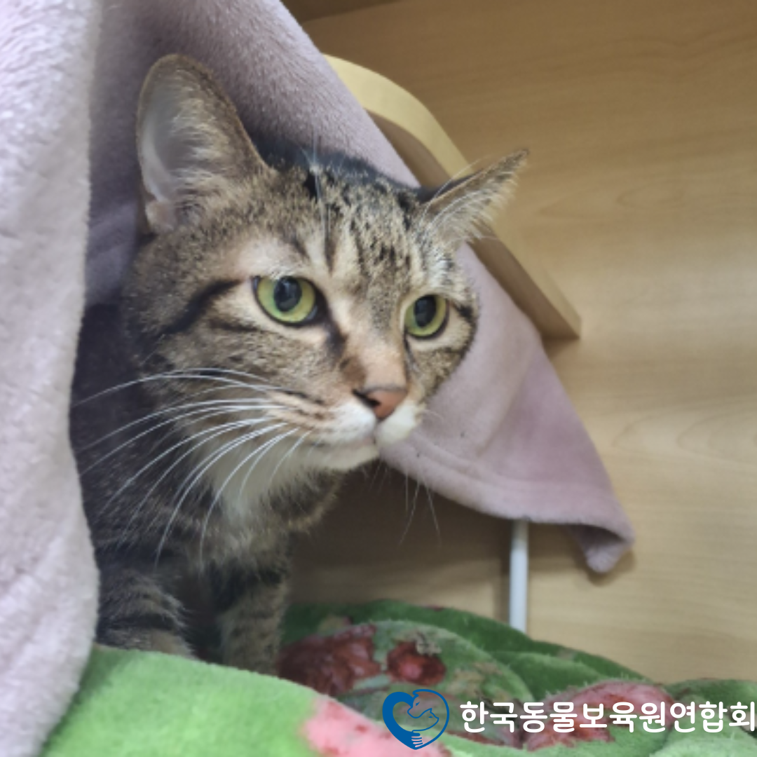 한국동물보육원연합회, 강아지 고양이 파양 보호 체계 확대…무료분양·구조 연계 강화