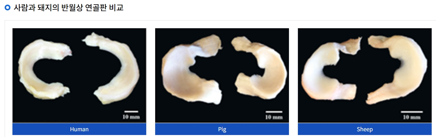 사람과 돼지의 반월상 연골판 비교.(사진=크로넥스 제공)