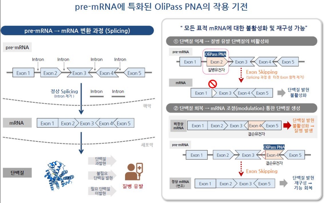 올리패스 PNA 작용기전, 자료=금융감독원 전자공시시스템