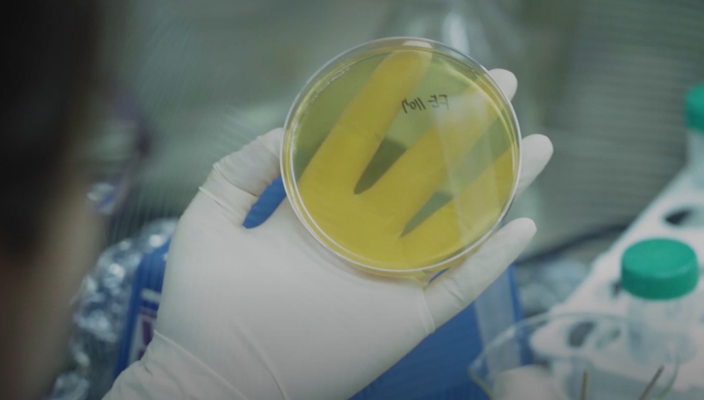 천연물 개별 인정형 원료 탐색 중인 녹십자웰빙의 연구원.(사진=더넥스트뉴스)